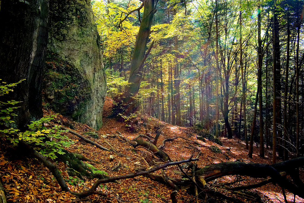 Ścieżka leśna w rezerwacie Pazurek