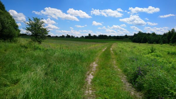 Ścieżka przez pola w stronę Gorenic