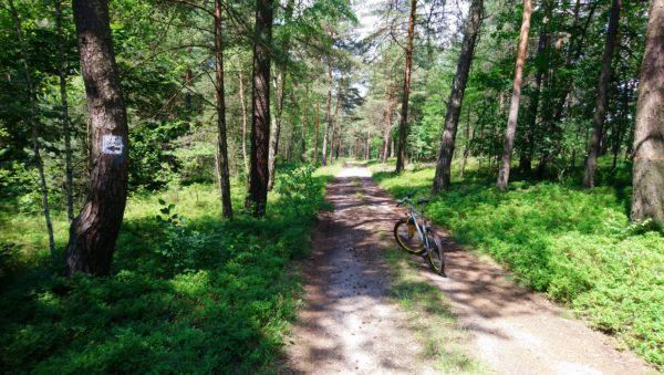Ścieżka leśna z rowerem