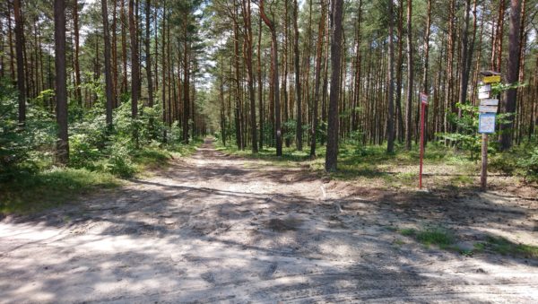 Skrzyżowanie leśne z węzłem szlaku Żurada - Płoki 