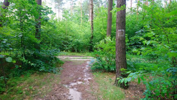 Droga leśna w kierunku punktu wypoczynkowego w Niesułowicach